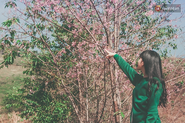 Chùm ảnh: Hoa mai anh đào chớm nở trên những cung đường đèo ở Đà Lạt - Ảnh 5.
