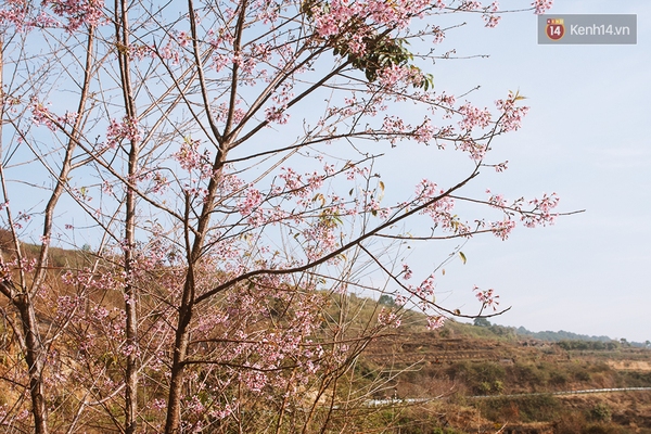 Chùm ảnh: Hoa mai anh đào chớm nở trên những cung đường đèo ở Đà Lạt - Ảnh 11.