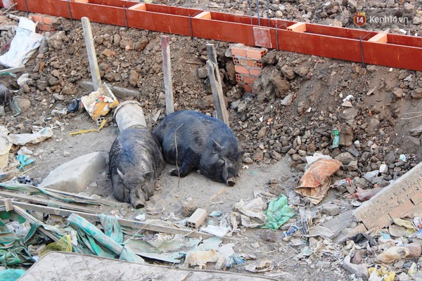 Đàn lợn rừng thả rông bốc mùi hôi trên tuyến đường nội đô đẹp nhất Sài Gòn - Ảnh 7.