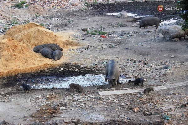 Đàn lợn rừng thả rông bốc mùi hôi trên tuyến đường nội đô đẹp nhất Sài Gòn - Ảnh 6.