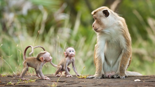 8 sự thiệt ít ai biết về loài khỉ - sinh vật nhí nhố nhất hành tinh - Ảnh 2.