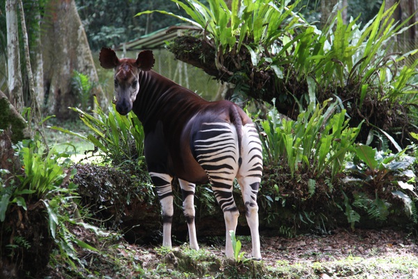 okapi-20among-20plants-ocp-1452691232403.jpg