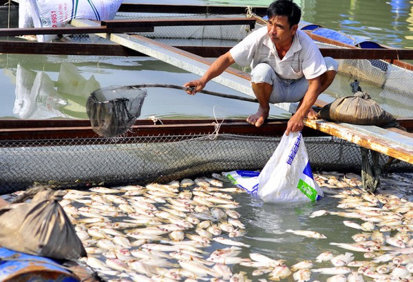 Cảnh sát môi trường vào cuộc vụ cá chết hàng loạt ở Đồng Nai - Ảnh 1.
