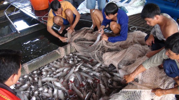 Cận tết, dân miền Tây tổn thất 25 tỉ đồng vì cá chết - Ảnh 1.