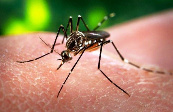 5.000 phụ nữ Colombia mang thai mắc virus Zika - Ảnh 1.