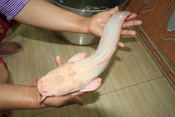 Người d&acirc;n Đ&agrave; Nẵng c&acirc;u được c&aacute; tr&ecirc; trắng gi&aacute; 5 triệu đồng - Ảnh 1.