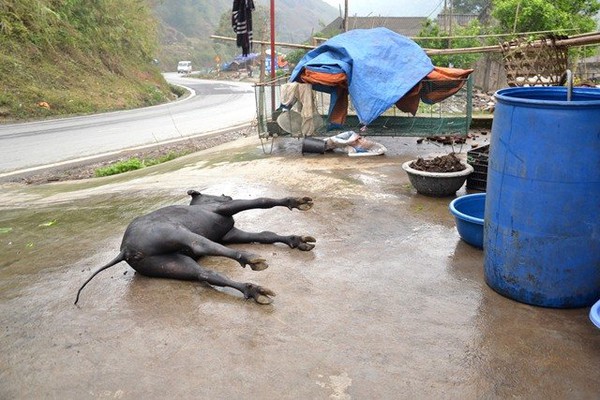 R&eacute;t th&aacute;ng ba, tr&acirc;u Sa Pa lại gục chết h&agrave;ng loạt - Ảnh 10.