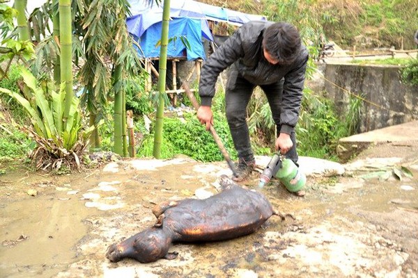 R&eacute;t th&aacute;ng ba, tr&acirc;u Sa Pa lại gục chết h&agrave;ng loạt - Ảnh 12.