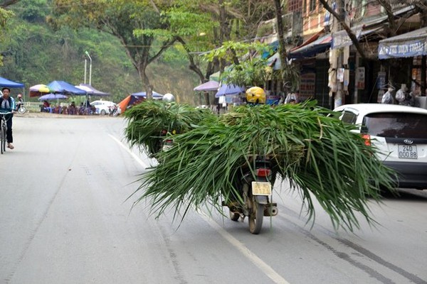 R&eacute;t th&aacute;ng ba, tr&acirc;u Sa Pa lại gục chết h&agrave;ng loạt - Ảnh 14.
