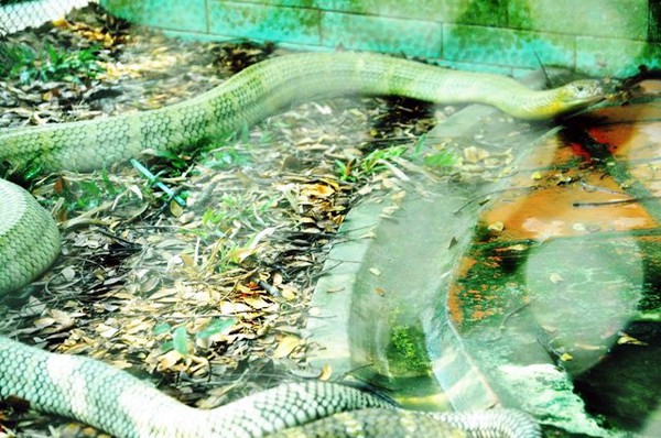Tận thấy 4 con rắn hổ chúa khủng nhất trại rắn miền Tây - Ảnh 7.
