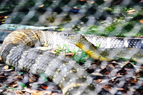Tận thấy 4 con rắn hổ chúa khủng nhất trại rắn miền Tây - Ảnh 8.