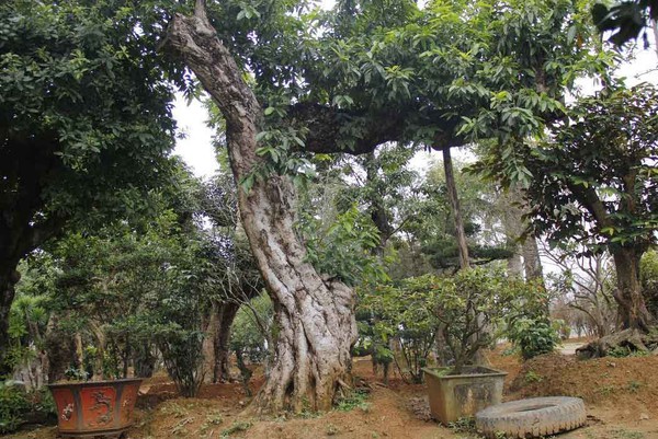 Đường dây buôn bán siêu cây trăm tỷ ở Hà Nội - Ảnh 3.