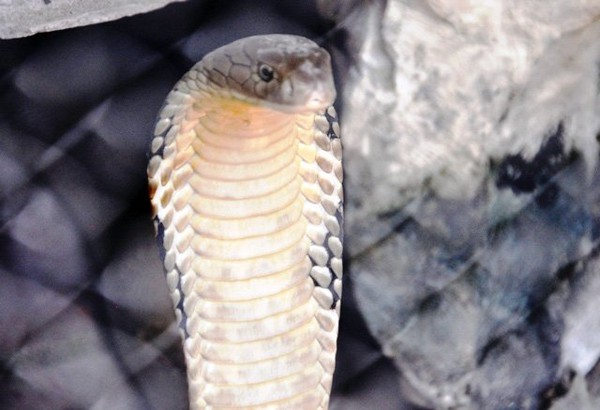 Tận thấy 4 con rắn hổ chúa khủng nhất trại rắn miền Tây - Ảnh 13.