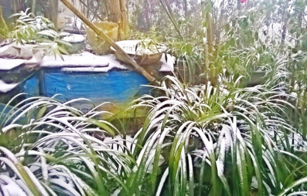Tuyết ngừng rơi ở Sa Pa - Ảnh 4.