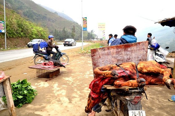 R&eacute;t th&aacute;ng ba, tr&acirc;u Sa Pa lại gục chết h&agrave;ng loạt - Ảnh 5.