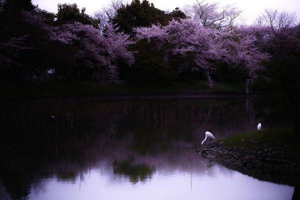 Tôi chụp cả mùa Xuân Nhật Bản... - Ảnh 15.