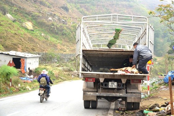 Rét tháng ba, trâu Sa Pa lại gục chết hàng loạt - Ảnh 9.