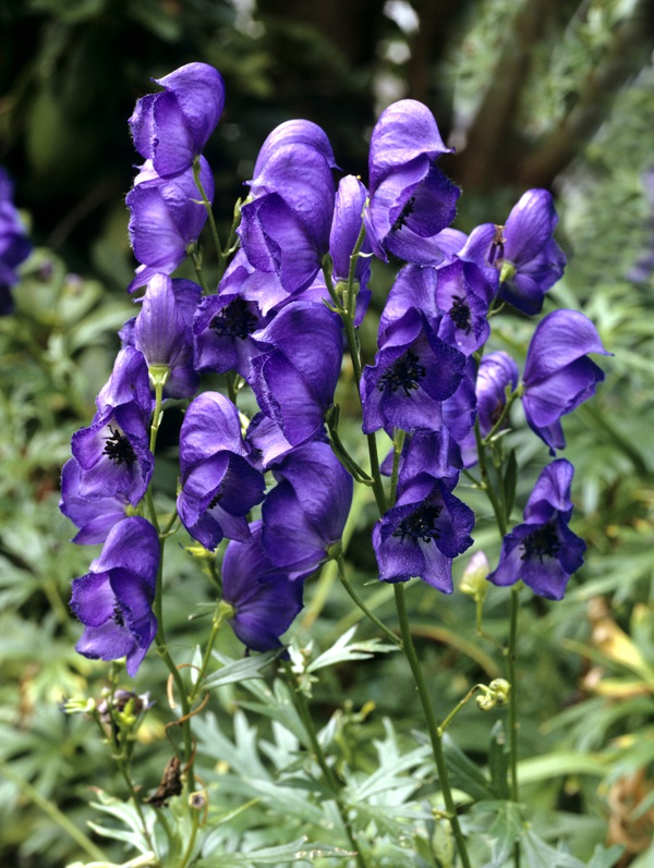 photo-flu-remedies-aconite-1459607492722.jpg