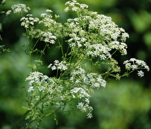 poison-hemlock-1459605786807.jpg