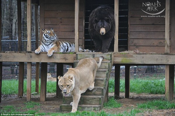 Gặp bộ ba động vật béo ị quyết tâm bên nhau chẳng rời làng động vật - Ảnh 3.