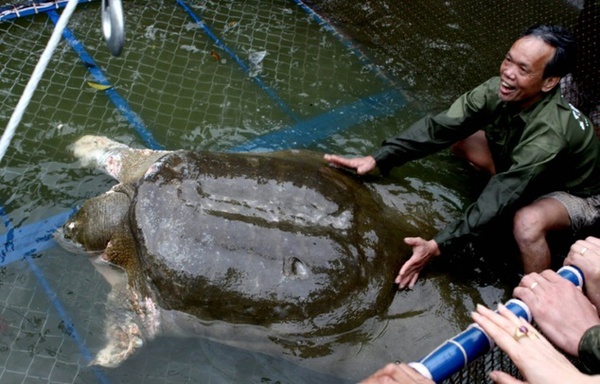 Báo chí thế giới đồng loạt đưa tin về cái chết của cụ Rùa hồ Gươm - Ảnh 1.