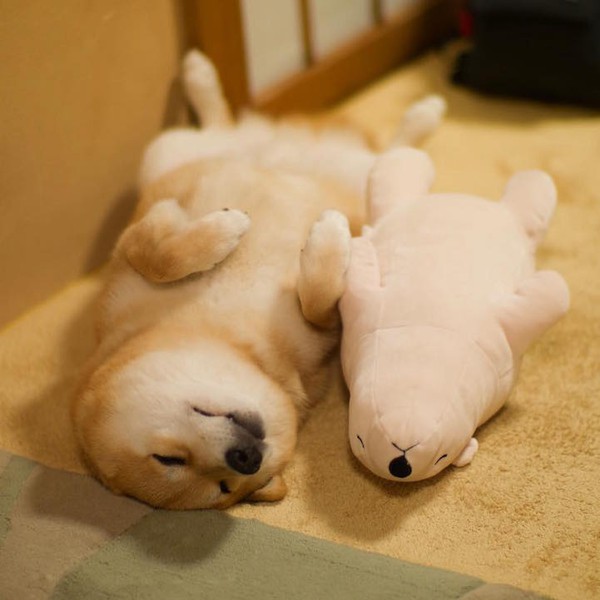 Trọn bộ ảnh ch&uacute; ch&oacute; Shiba Inu chỉ th&iacute;ch lăn ra ngủ c&ugrave;ng gấu b&ocirc;ng - Ảnh 2.