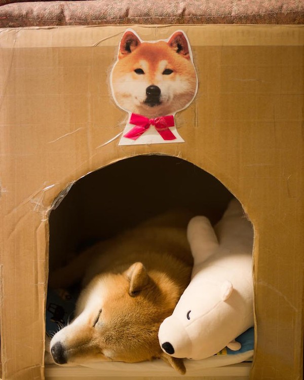 Trọn bộ ảnh ch&uacute; ch&oacute; Shiba Inu chỉ th&iacute;ch lăn ra ngủ c&ugrave;ng gấu b&ocirc;ng - Ảnh 3.