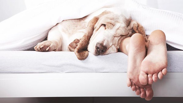 Qu&ecirc;n đếm cừu đi, c&aacute;ch n&agrave;y gi&uacute;p bạn ch&igrave;m v&agrave;o giấc ngủ chỉ trong một ph&uacute;t - Ảnh 4.