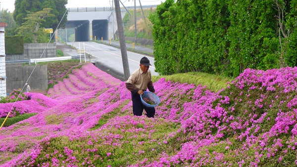 Cụ ông ròng rã 2 năm trời trồng cánh đồng hoa để dành tặng người vợ mù - Ảnh 5.