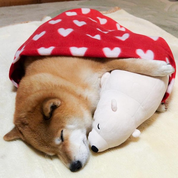 Trọn bộ ảnh chú chó Shiba Inu chỉ thích lăn ra ngủ cùng gấu bông - Ảnh 7.