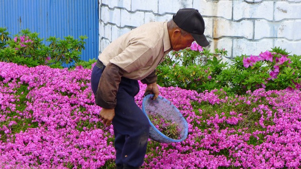 Cụ ông ròng rã 2 năm trời trồng cánh đồng hoa để dành tặng người vợ mù - Ảnh 6.