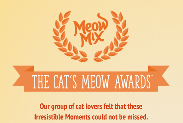 Quên Oscar đi và xin mời đến giải thưởng vinh danh loài mèo - Ảnh 1.