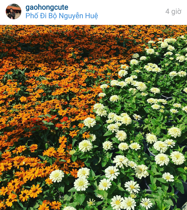 Instagram ngập tràn hoa vì bạn trẻ hào hứng check-in phố đi bộ - Ảnh 6.