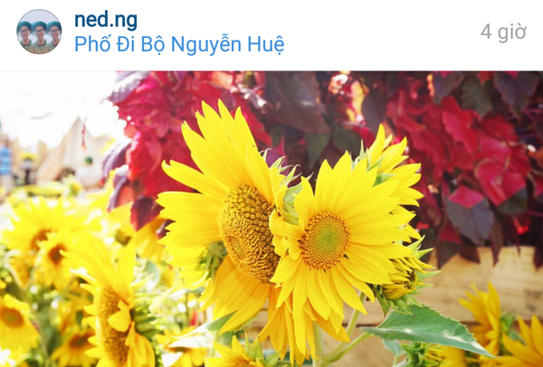 Instagram ngập tr&agrave;n hoa v&igrave; bạn trẻ h&agrave;o hứng check-in phố đi bộ - Ảnh 12.