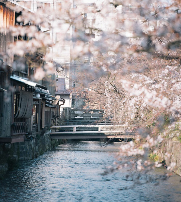 Mùa hoa anh đào về: Bạn sẽ ước mình đến ngay Nhật, Hàn để ngắm những cảnh đẹp này - Ảnh 12.