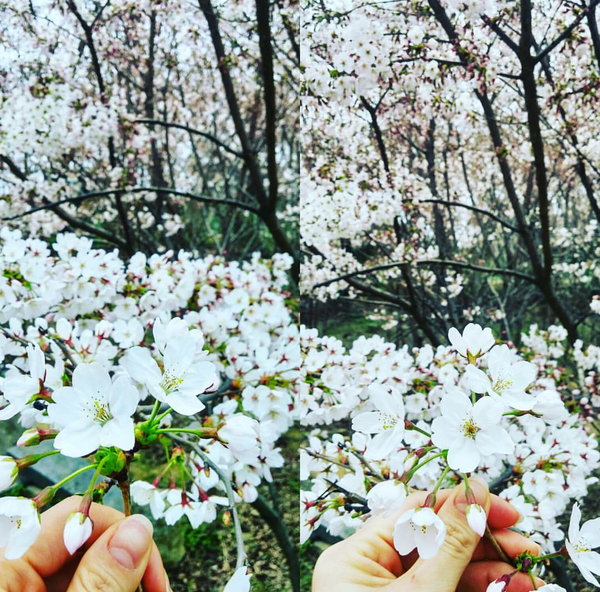Mùa hoa anh đào về: Bạn sẽ ước mình đến ngay Nhật, Hàn để ngắm những cảnh đẹp này - Ảnh 13.