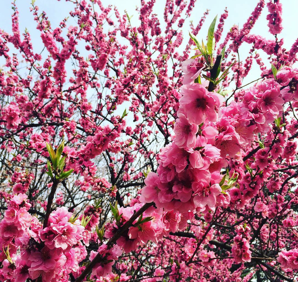 Mùa hoa anh đào về: Bạn sẽ ước mình đến ngay Nhật, Hàn để ngắm những cảnh đẹp này - Ảnh 4.