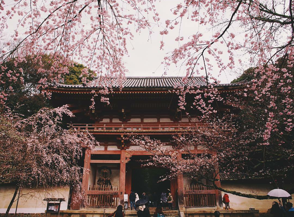 Mùa hoa anh đào về: Bạn sẽ ước mình đến ngay Nhật, Hàn để ngắm những cảnh đẹp này - Ảnh 18.