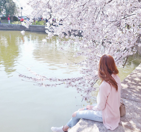 Mùa hoa anh đào về: Bạn sẽ ước mình đến ngay Nhật, Hàn để ngắm những cảnh đẹp này - Ảnh 10.