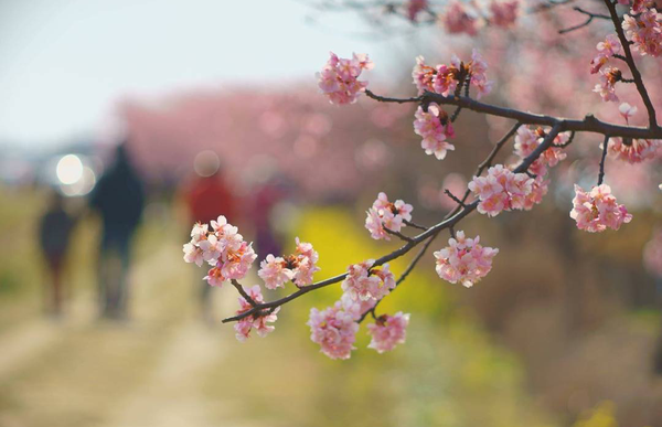 Mùa hoa anh đào về: Bạn sẽ ước mình đến ngay Nhật, Hàn để ngắm những cảnh đẹp này - Ảnh 16.