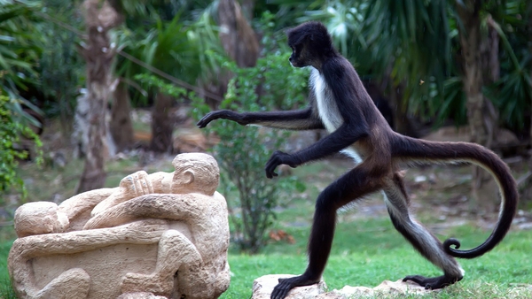 8 sự thiệt ít ai biết về loài khỉ - sinh vật nhí nhố nhất hành tinh - Ảnh 6.