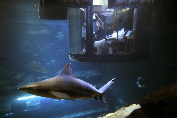 Pháp: Nhiều du khách sắp có cơ hội ngủ giữa bầy cá mập - Ảnh 5.