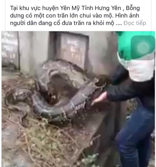 Hưng Yên: Nam thanh niên bắt được trăn khủng chui vào ngôi mộ - Ảnh 1.