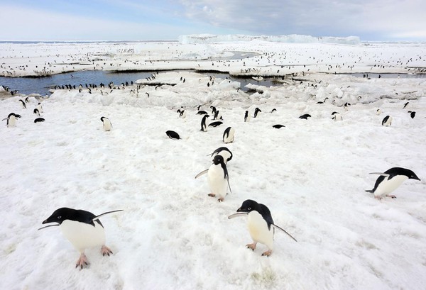 150.000 con chim cánh cụt đã ra đi vì một tảng băng trôi to như thành Rome - Ảnh 1.