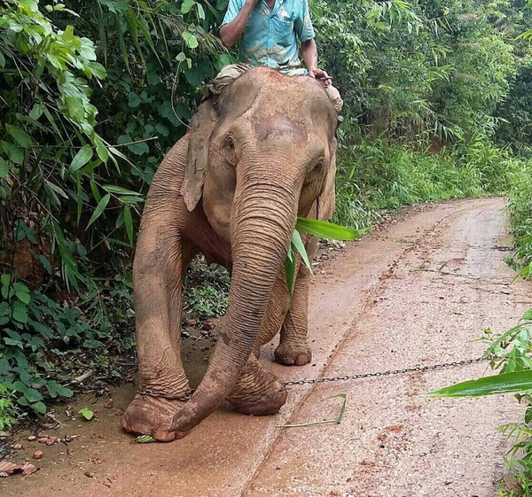 Chuyện về chú voi 20 năm bị ngược đãi chảy nước mắt khi được trả tự do - Ảnh 1.
