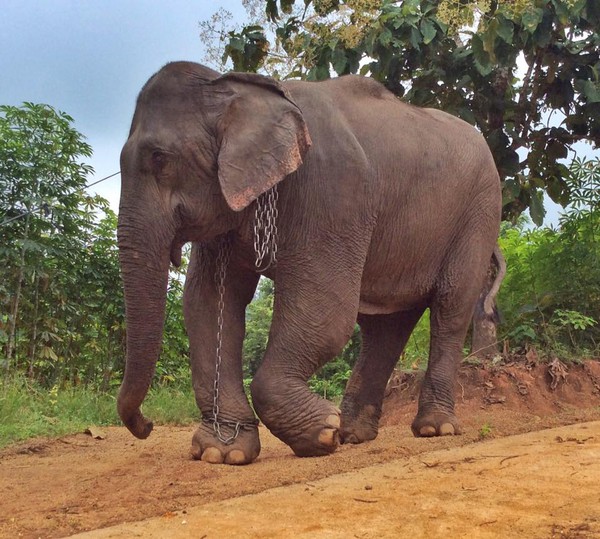 Chuyện về chú voi 20 năm bị ngược đãi chảy nước mắt khi được trả tự do - Ảnh 2.