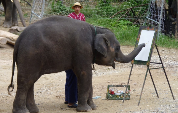 Sự thật kinh hoàng sau những tiết mục voi vẽ tranh nổi tiếng Thái Lan - Ảnh 2.
