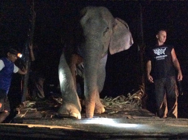 Chuyện về chú voi 20 năm bị ngược đãi chảy nước mắt khi được trả tự do - Ảnh 3.