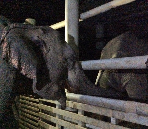 Chuyện về chú voi 20 năm bị ngược đãi chảy nước mắt khi được trả tự do - Ảnh 4.