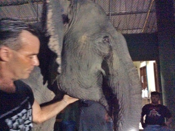 Chuyện về chú voi 20 năm bị ngược đãi chảy nước mắt khi được trả tự do - Ảnh 5.